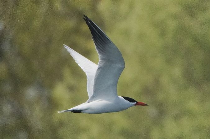 Sterne caspienne  - Paul Wolf