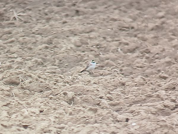 Alouette haussecol  - Ulrich Lindinger