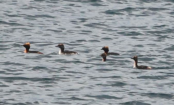 Grèbe esclavon  - Ilse Gerlach