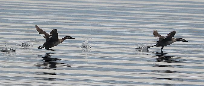 Grèbe jougris  - Ilse Gerlach