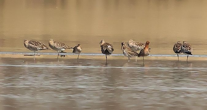 Courlis corlieu  - Ilse Gerlach