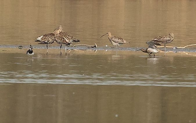 Courlis corlieu  - Ilse Gerlach