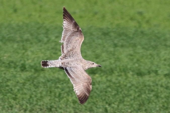 Goéland argenté  - Jakob Vratny