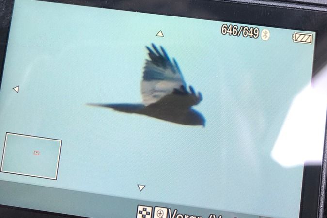 Busard pâle  - Jakob Vratny