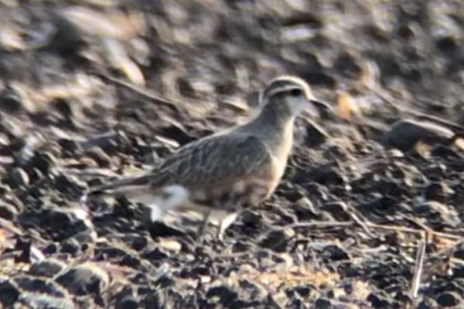 Pluvier guignard  - Jakob Vratny