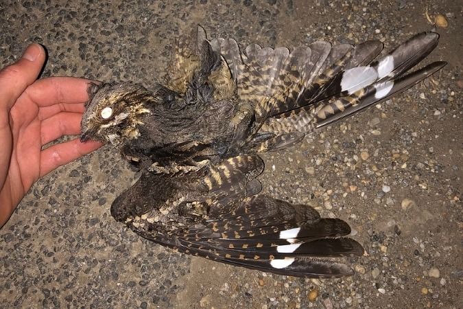 Engoulevent d'Europe  - Jakob Vratny