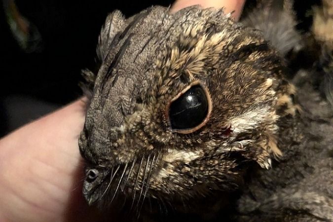 Engoulevent d'Europe  - Jakob Vratny