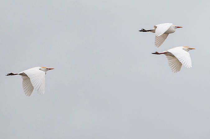 Héron garde-boeufs  - Stephan Trösch