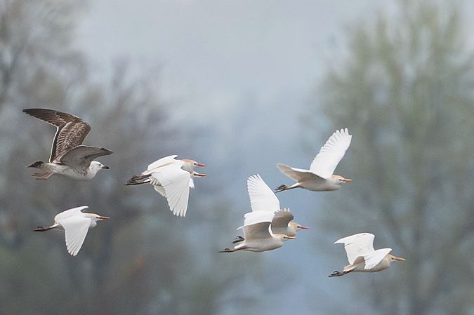 Héron garde-boeufs  - Stephan Trösch