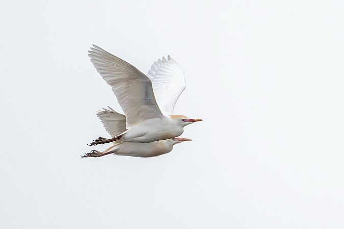 Héron garde-boeufs  - Stephan Trösch
