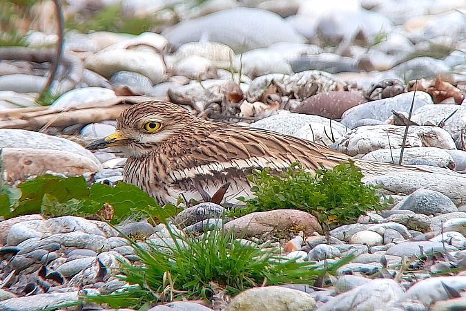 Oedicnème criard  - Patrick Mösinger