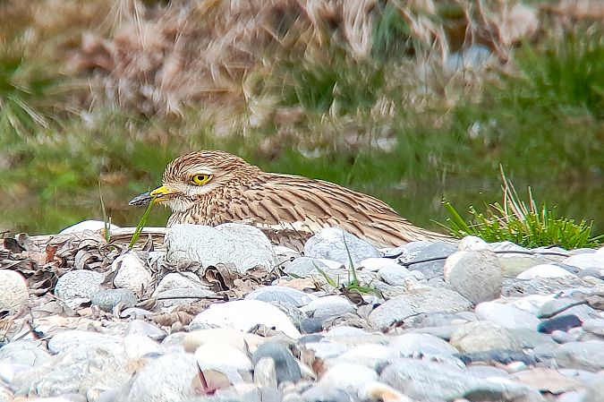 Triel  - Patrick Mösinger