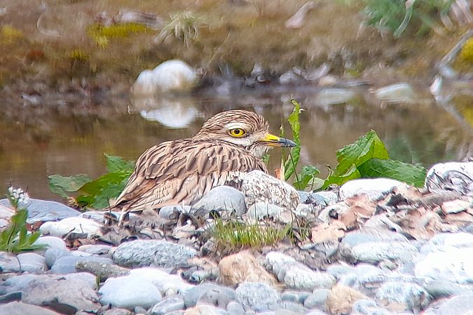 Oedicnème criard  - Patrick Mösinger