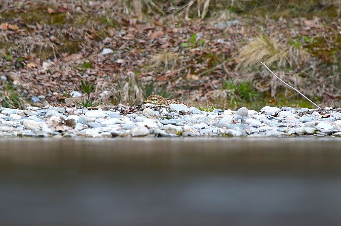 Triel  - Patrick Mösinger