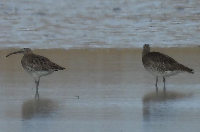 Courlis corlieu  - István Horváth