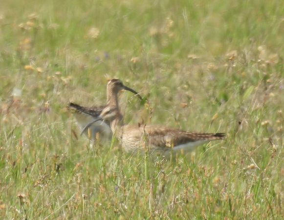 Courlis corlieu  - István Horváth