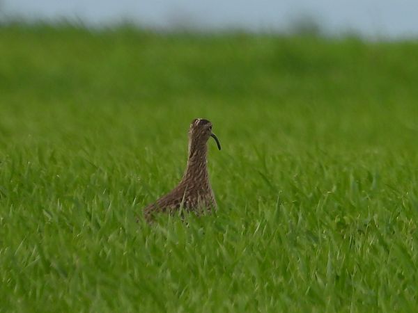 Courlis corlieu  - István Horváth