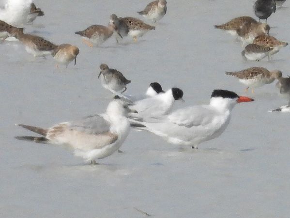 Sterne caspienne  - István Horváth