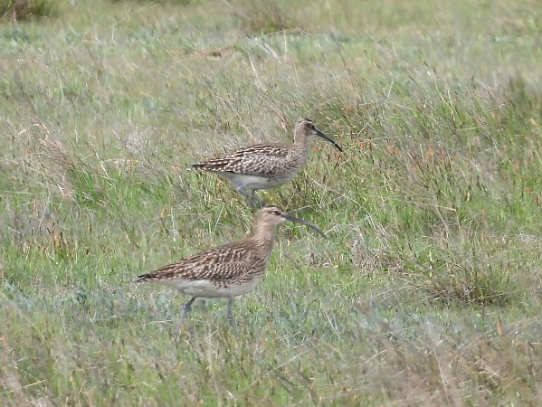 Courlis corlieu  - István Horváth