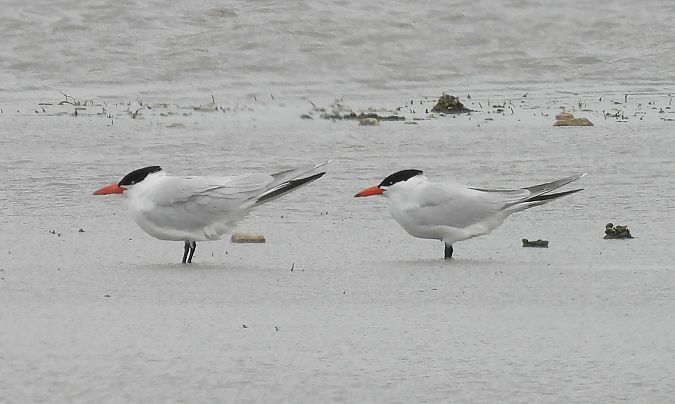 Sterne caspienne  - István Horváth
