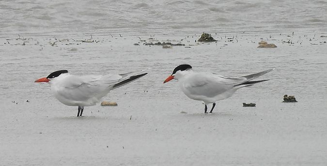 Sterne caspienne  - István Horváth