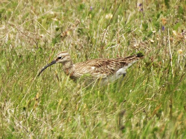 Courlis corlieu  - István Horváth