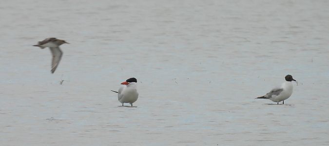 Caspian Tern  - István Horváth