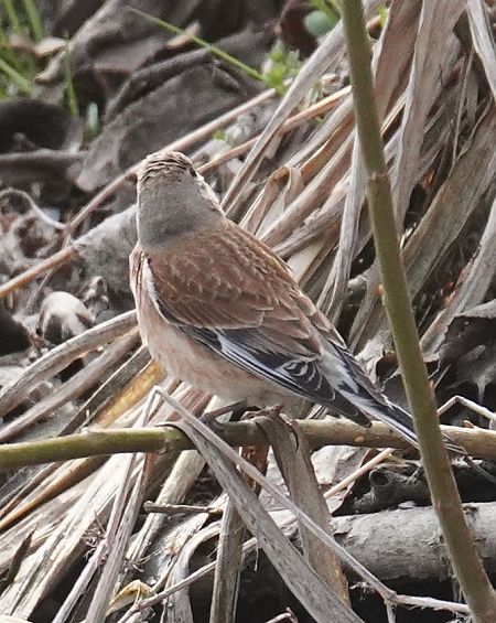 Oiseau indéterminé  - Heinrich Schlacher