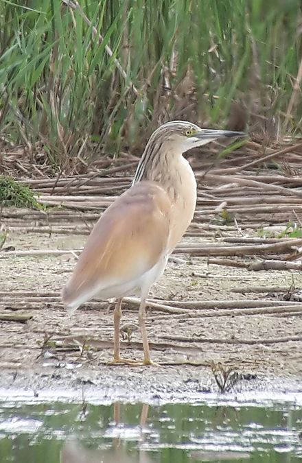 Crabier chevelu  - Manfred Jochum
