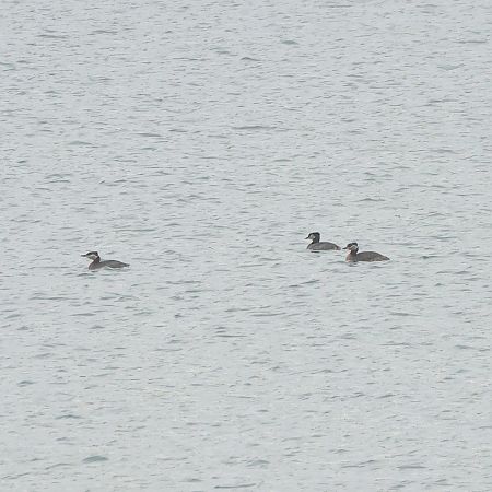 Grèbe jougris  - Chris Zlatar