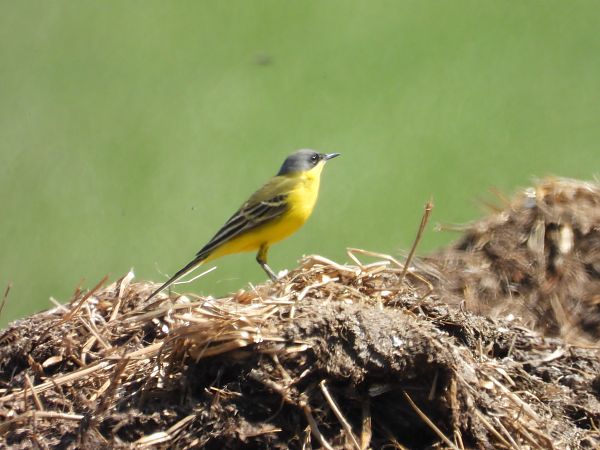 Bergeronnette des Balkans (ssp. feldegg)  - Bruno Pichler