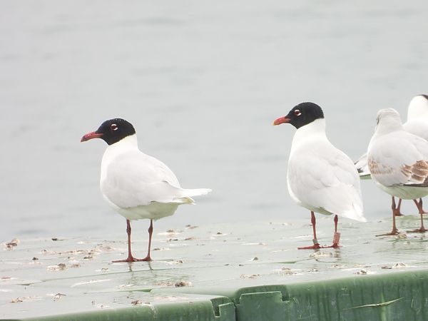 Mouette mélanocéphale  - Bruno Pichler