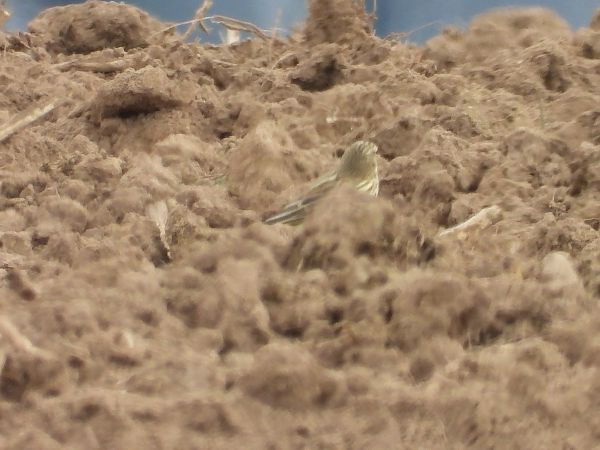 Oiseau indéterminé  - Bruno Pichler