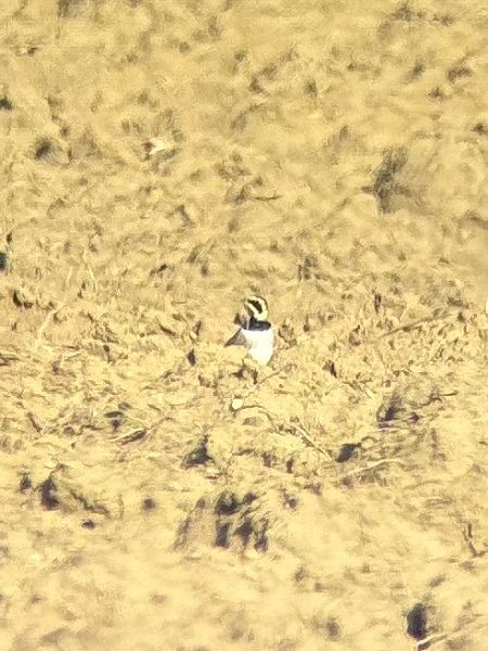 Alouette haussecol  - Thomas Auzinger