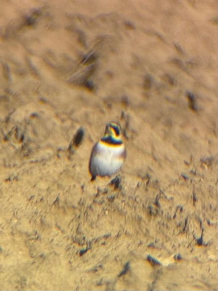 Alouette haussecol  - Thomas Auzinger