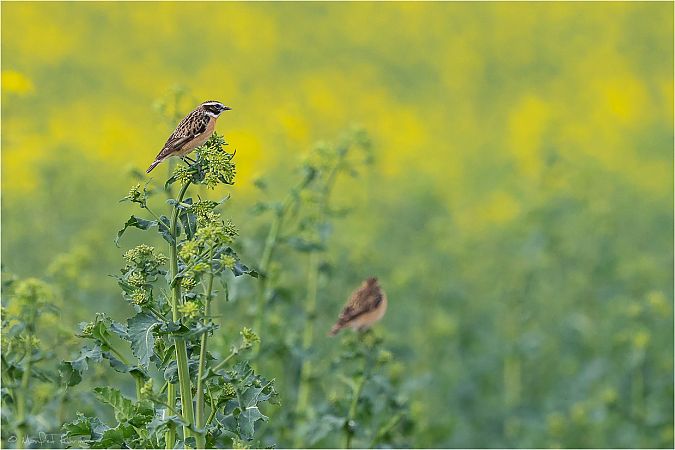 Tarier des prés  - Manfred Ruhringer