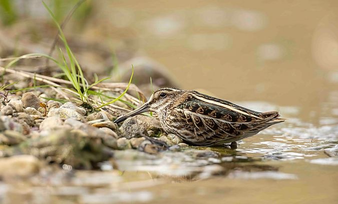 Bécassine sourde  - Gebhard Brenner