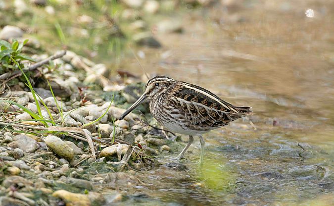 Bécassine sourde  - Gebhard Brenner
