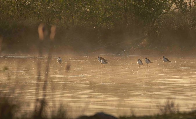 Echasse blanche  - Gebhard Brenner