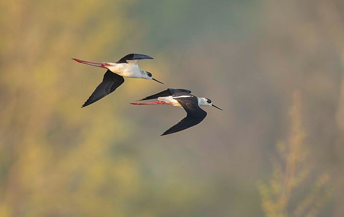 Echasse blanche  - Gebhard Brenner
