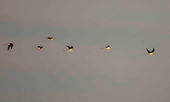 Echasse blanche  - Gebhard Brenner