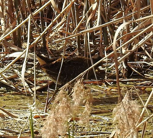Marouette ponctuée  - Walter und Anne Scherer