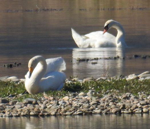Cygne chanteur  - Walter und Anne Scherer