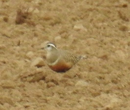 Pluvier guignard  - Walter und Anne Scherer