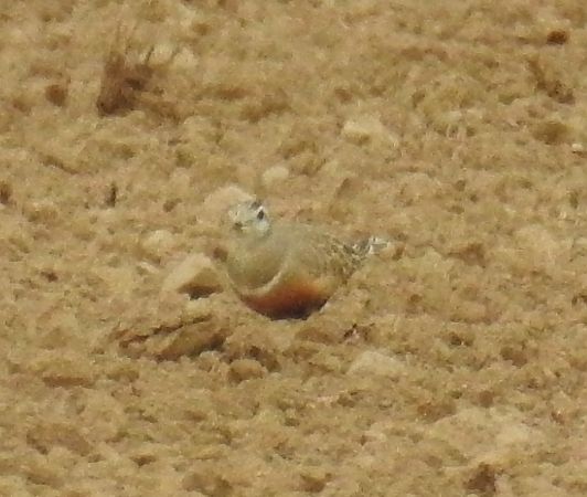 Pluvier guignard  - Walter und Anne Scherer