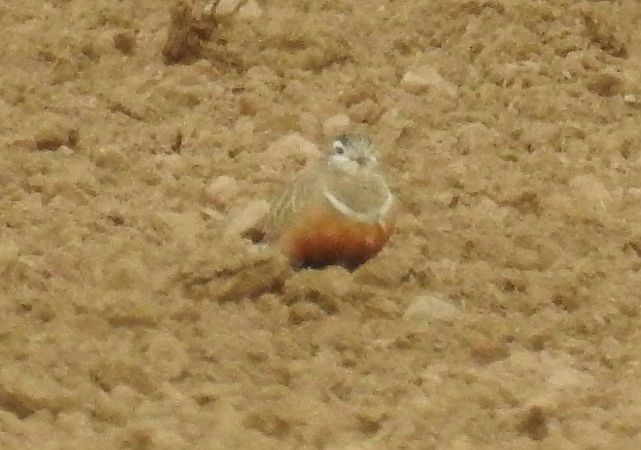 Pluvier guignard  - Walter und Anne Scherer