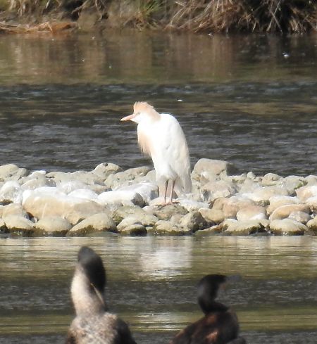 Héron garde-boeufs  - Walter und Anne Scherer
