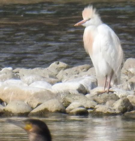 Héron garde-boeufs  - Walter und Anne Scherer