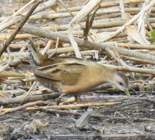 Marouette poussin  - Walter und Anne Scherer