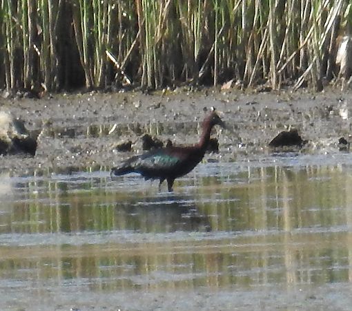 Ibis falcinelle  - Walter und Anne Scherer